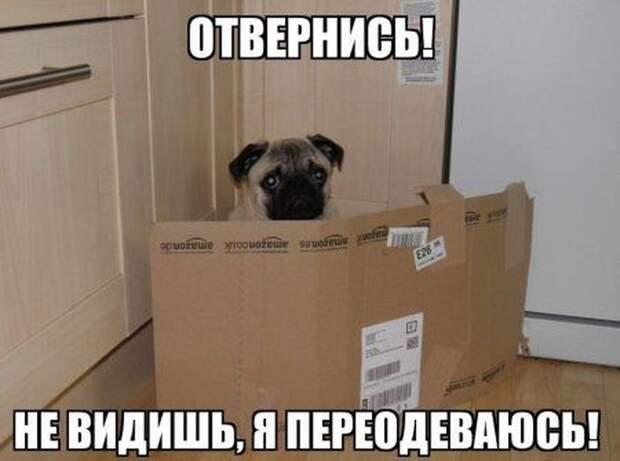 Смешные картинки с подписями катинки, прикол, юмор