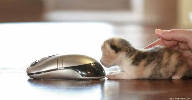 Несколько способов использования котов в хозяйстве: Поймает мышь.