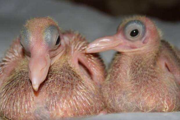 Новорожденные голуби