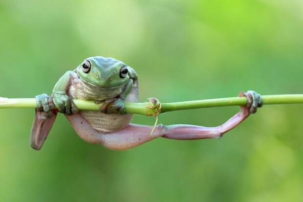 Mandatory Credit: Photo by Kurit Afsheen/Solent News/REX Shutterstock (4889839e) One of the frogs doing a pull up on the stem Frogs appear to be exercising on a plant stem, Tangerang, Indonesia - Jun 2015 *Full story: http://www.rexfeatures.com/nanolink/ql2d It's no pain no gain for these fitness frogs as they attempt to do a pull up on a bamboo branch. The two White's Tree Frogs were spotted attempting to heave themselves back onto the stem after they slipped off. The male and female frogs were racing each other up the branch like climbers hoisting themselves up a rope, with the larger, older female frog winning the contest. But as the frogs reached the top of the branch it began to bend under their weight until it was horizontal, leaving them both hanging on by their finger tips. Kurit Afsheen photographed the amphibians as they clung onto the branch in Tangerang, Indonesia. Mr Afsheen said: "I saw them climbing up the branch and it looked like they were trying to race each other.