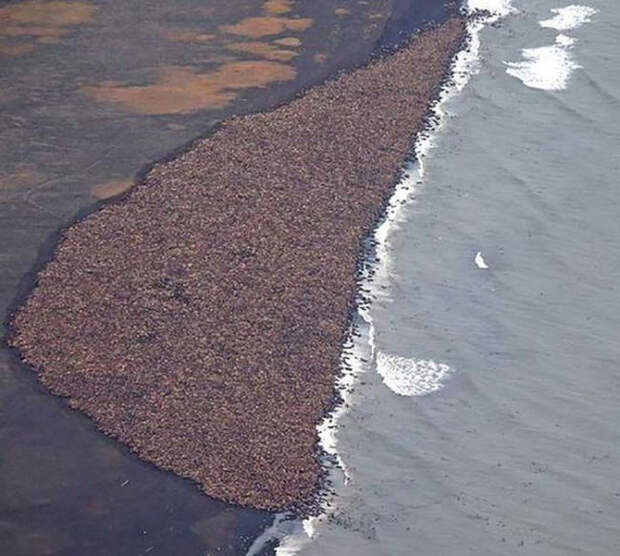 фото стада моржей, снятого с вертолета