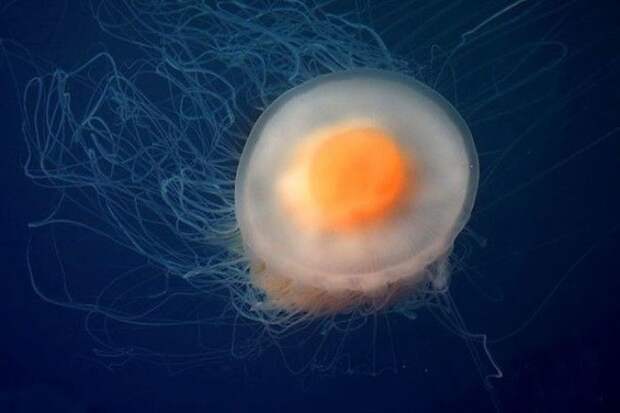 Медуза - яичница интересно, не еда, несъедобное, поразительно, странные сближенья, съедобное, удивительно, удивительное рядом
