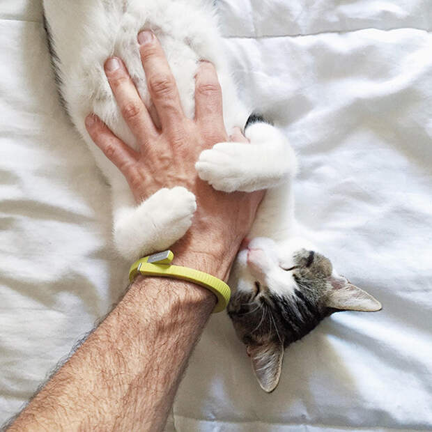 животное, которому гладят животик 