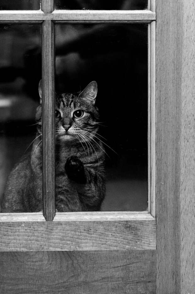 черно белые фотографии кошек (21)