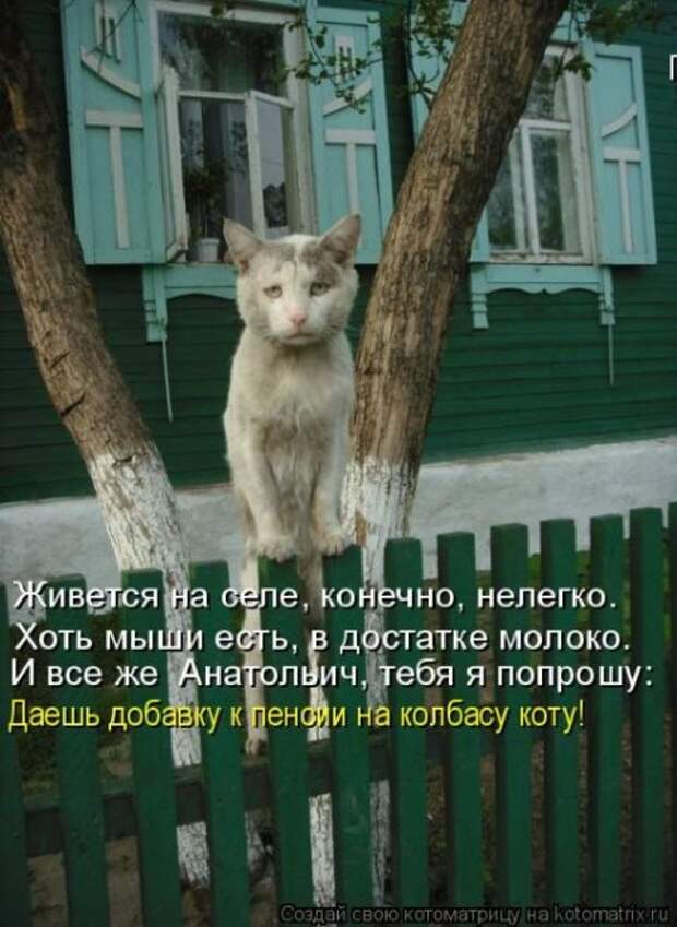 Котоматрицы на понедельник (55 фото)