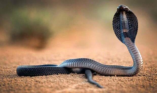 королевская кобра - интересные факты о змеях