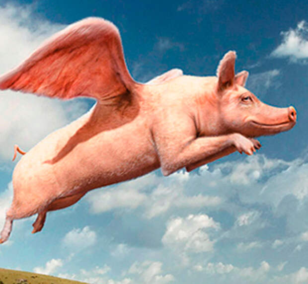 В Тюмени продают «свиные крылышки»