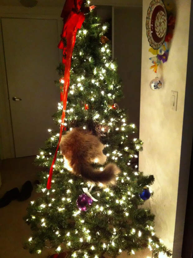 Котейки, которые помогают наряжать елку и делают Новый год незабываемым елка, животные, коты, новой год