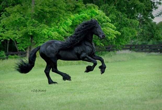 Найден "самый красивый в мире" конь