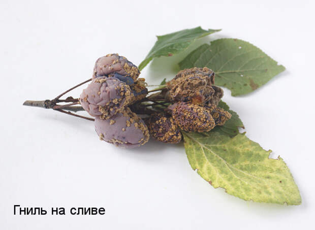 гниль слива