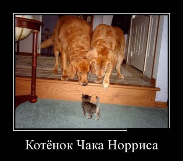 Новые прикольные демотиваторы (38 шт)