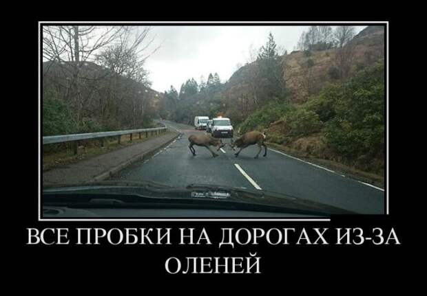 Демотиваторы (30 фото)