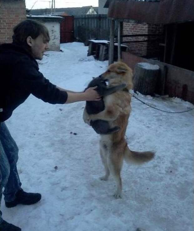 Собака друг человека а кот вообще брат картинки с надписями