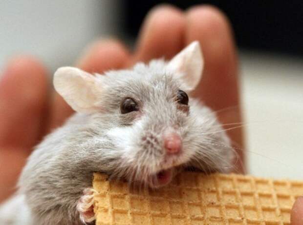 Funny-animals-with-muzzles-Agape-15