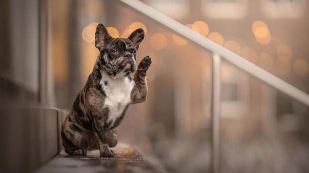 15 самых смешных фото за всю историю конкурса Pet Photography Awards