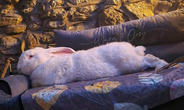 Этот гигантский кролик весом 9,5 кг живет в отдельной комнате и имеет свой огород