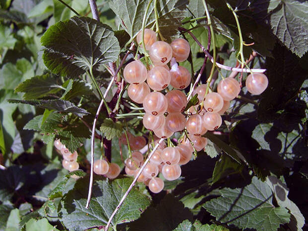 ribes_bolezni4c