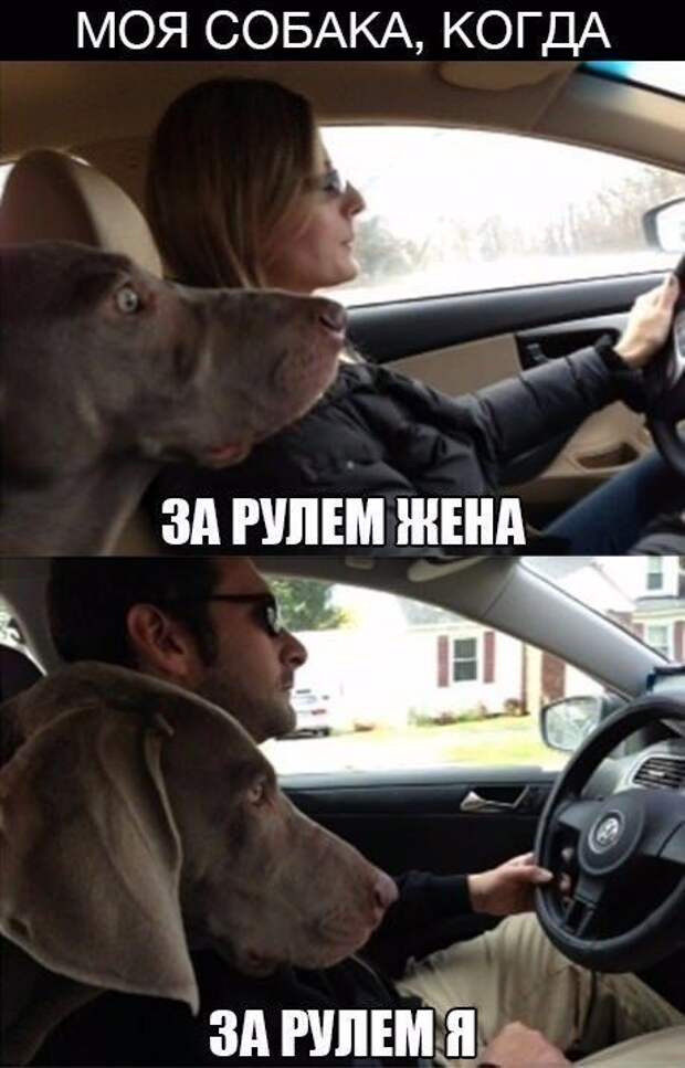 Автоприколы
