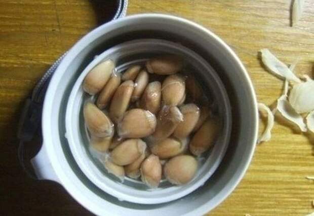 Как вырастить лимонное дерево в чашке Как вырастить лимонное дерево в чашке