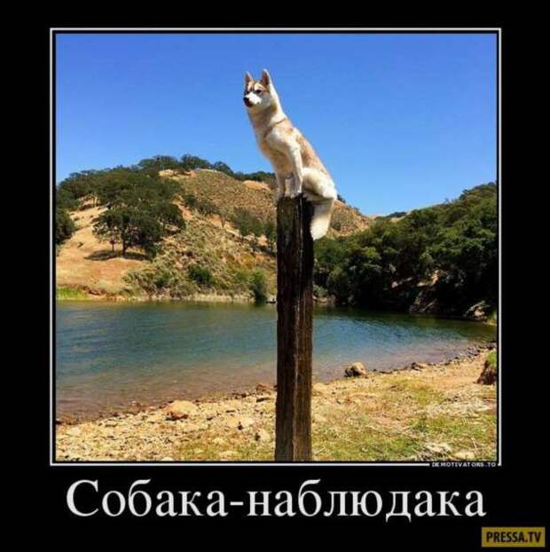 Демотиваторы. Подборка chert-poberi-chert-poberi-44430407032020-19 картинка chert-poberi-44430407032020-19