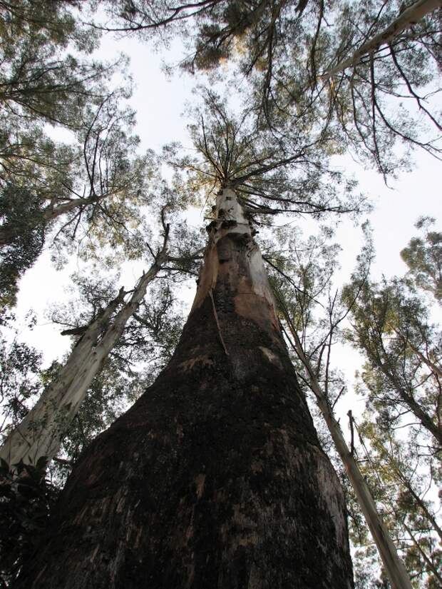 царственный эвкалипт - самое высокое дерево всех времён. Фото