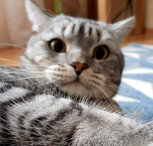 филимон, кот, филя, вакцинация, бешенство