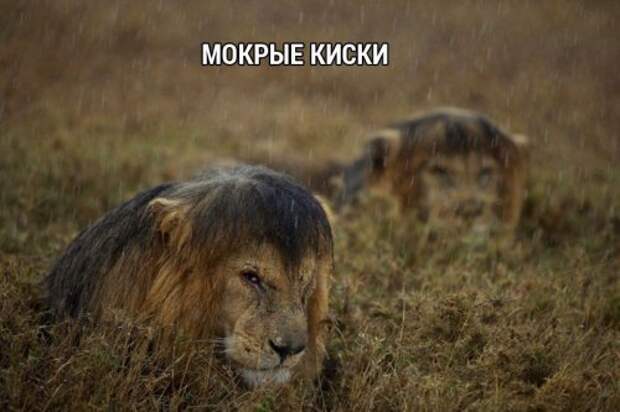 Классные прикольные картинки (60 шт)