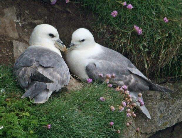 Странно, но эффективно: механизмы защиты диких животных