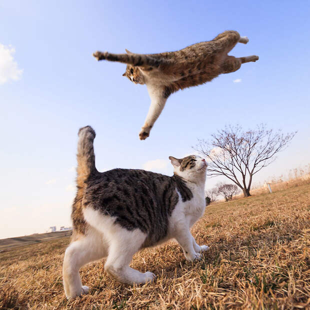 Кошки в фотографиях Сэйдзи Мамия 