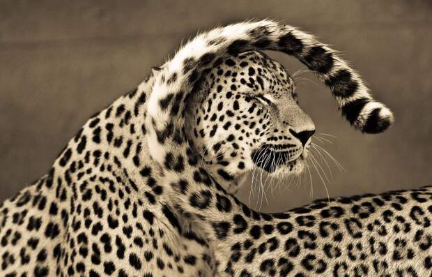 big-cats-ive-spent-10-years-photographing-these-wild-and-loving-creatures__880
