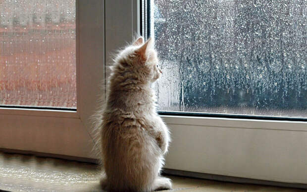 меланхоличные коты ждут хозяина у окна (9)