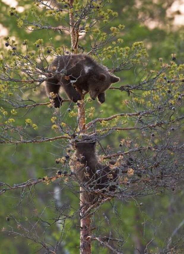 смешные животные
