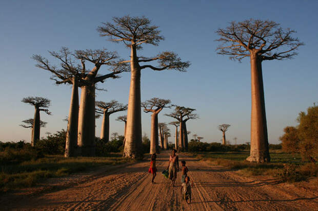 Аллея баобабов, Мадагаскар. легенда, пейзаж
