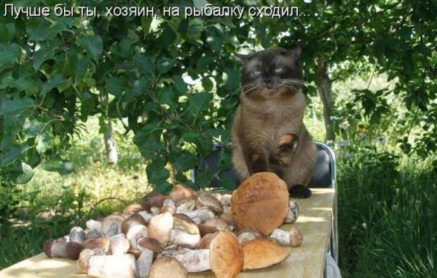 Кото матрица 7