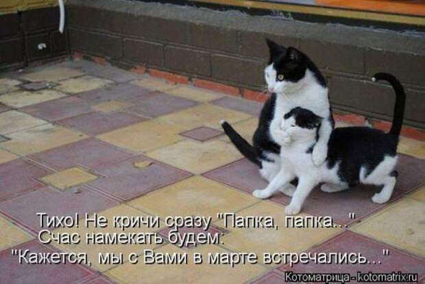Котоматрицы (картинки с надписями)