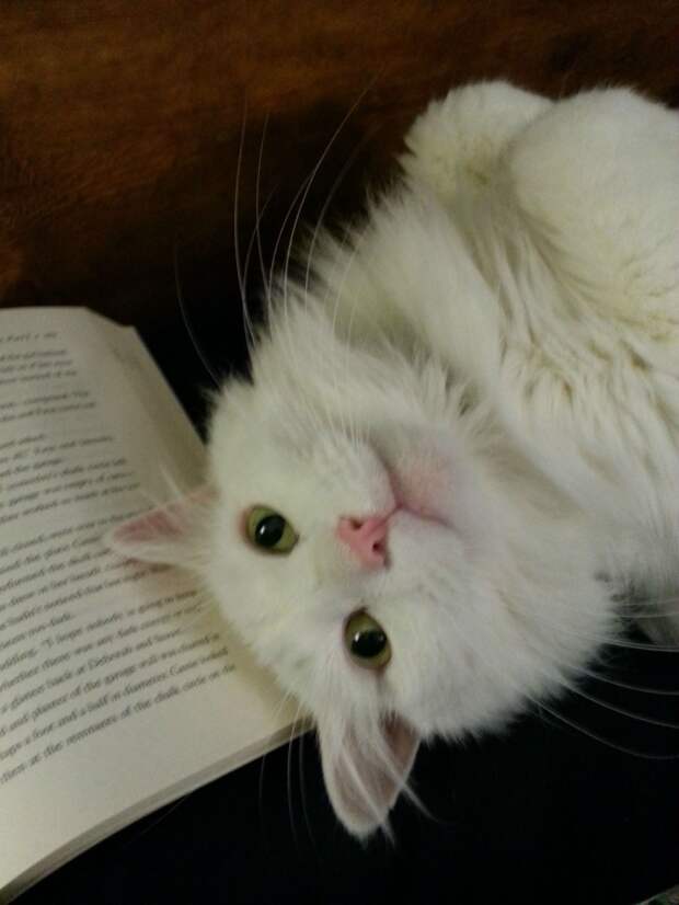 животные и книги  