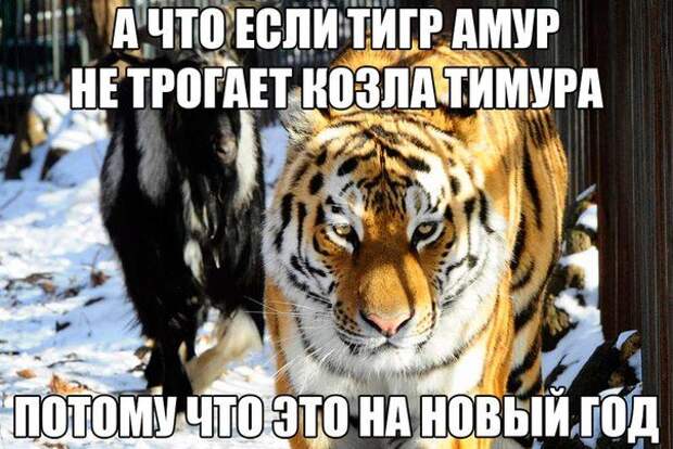 30 фраз в картинках, которые зарядят вас юмором на всю неделю
