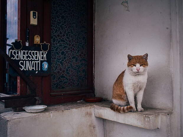 Городские кошки в фотографиях Hajdu Tamás