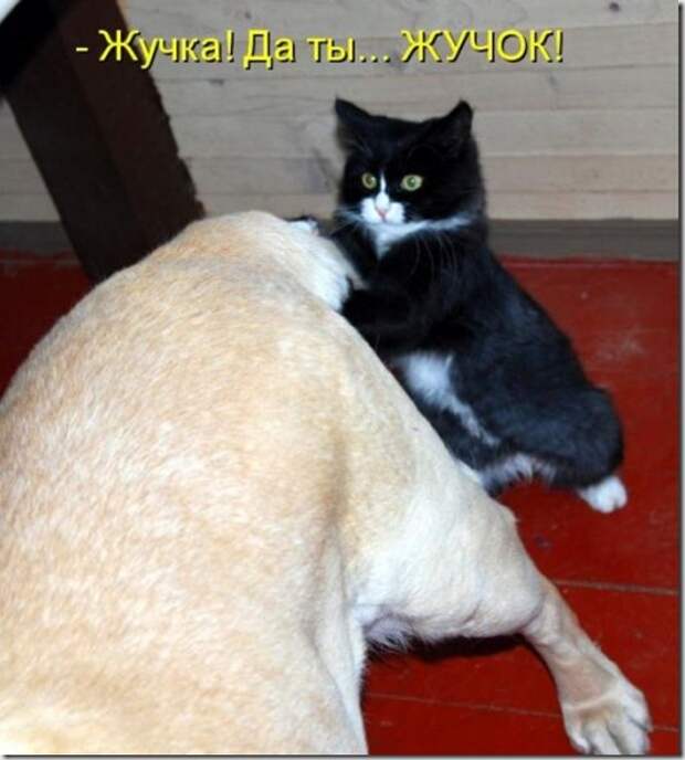 80718855_zhuchka_ili_zhuchok