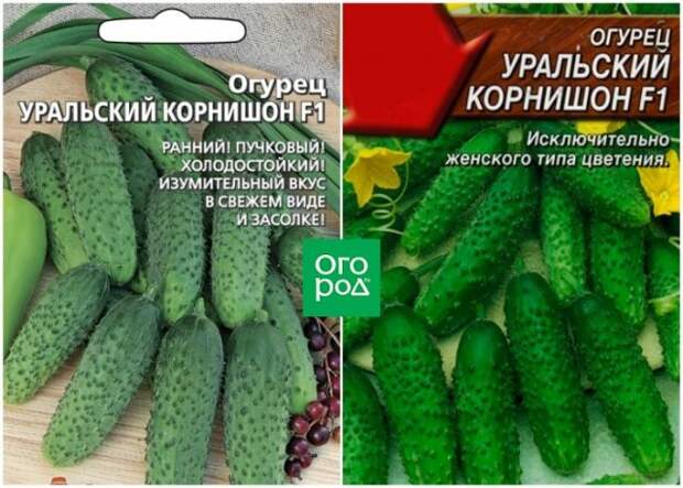Огурцы Уральский корнишон F1 фото и описание