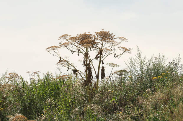 Россиян предупредили о риске случайно купить семена опасного растения