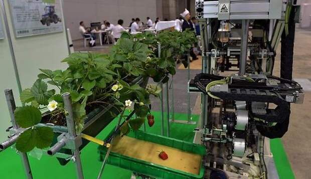 Робот-сборщик ягод из Японии. Фото с сайта the-one.ucoz.ru