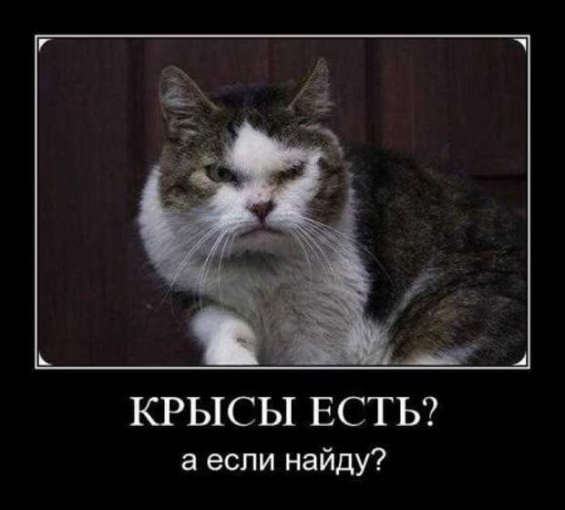 Демотиваторы фото прикольно!