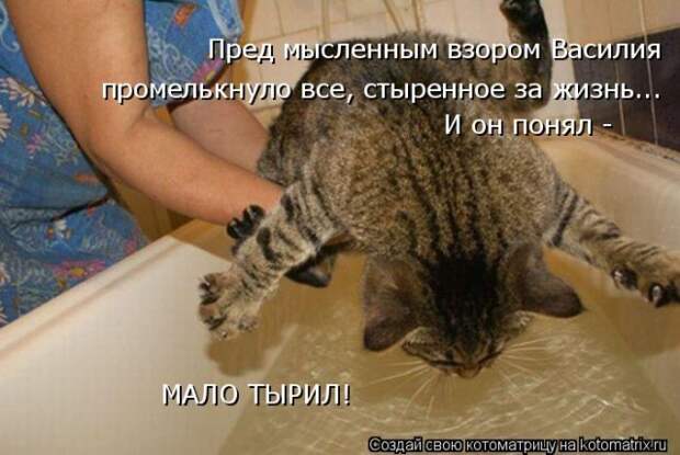 Лучшие котоматрицы недели (50 фото)