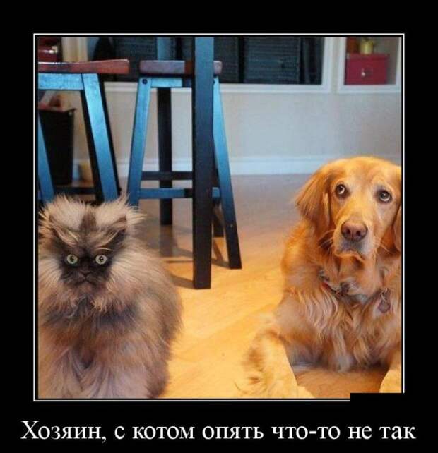 Демотиваторы