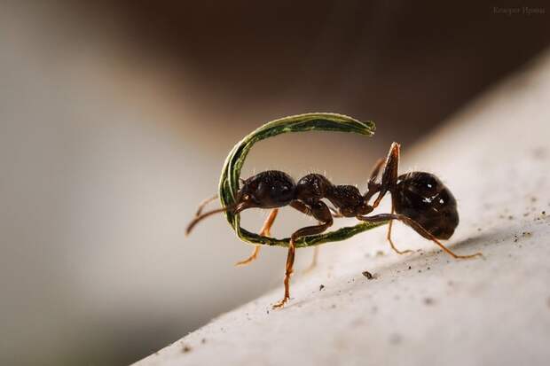 Муха и муравьи — удивительная история