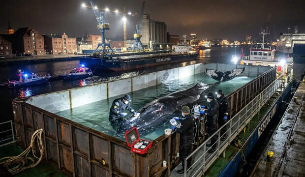 В Германии умирающего горбатого кита Тимми готовят к эвакуации в Атлантику