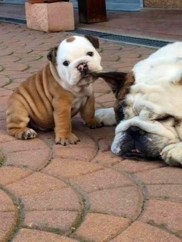 собака и щенок
