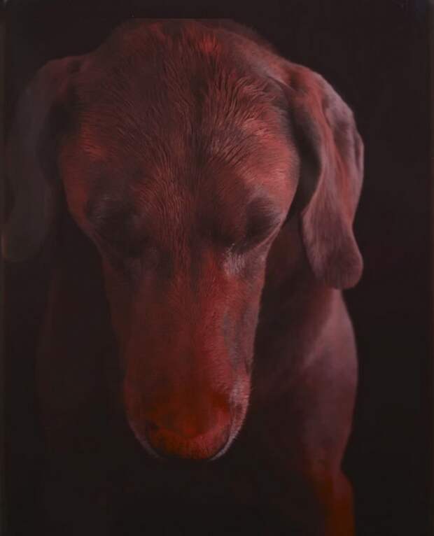 William Wegman - Man Ray
