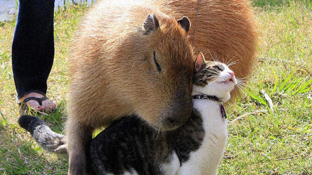 Директор барнаульского зоопарка Писарев: в учреждениях РФ возник дефицит капибар